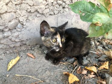 котеное: Отдам бесплатно в добрые руки котенка - девочка, 2 месяца. Кушает все