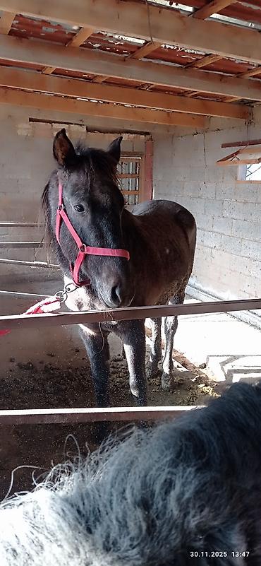 Лошади, кони: Продаю | Кобыла (самка) | На забой, Для разведения — 2