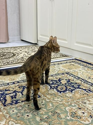 бенгальский кошка: Бенгальская кошка (домашний питомец) - Порода: бенгальская - Окрас — 4