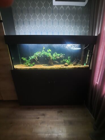 Аквариумы: Продаю запущенный аквариум на 400 л с тумбой в комплекте,из — 2