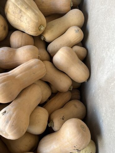 столешница кухня: Тыква Баттернат (мускатная) - Сорт: butternut (грушеобразная форма