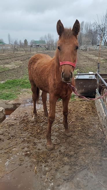 Другие животные: Тай сатылат жашы 1.жаш баасы 100.миң — 5