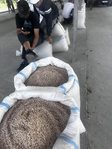 детская ко: Рис Ак Турпак отборный только оптом, длинно зерновой, кругло зерневой — 1