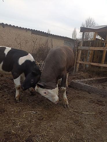 Коровы, быки: Продаю | Бык (самец) | На откорм — 6