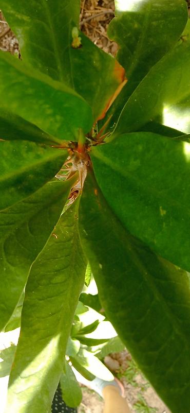 Молочайлар: Молочай Миля (Euphorbia milii), крупный кустовой экземпляр - Вид — 2
