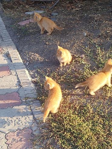 котик шотландский: Кошка даром: Русская голубая, Девочка — 3
