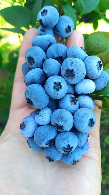купить карагат: Голубика сорта Блюкроп (Bluecrop): Самый популярный и неприхотливый — 3