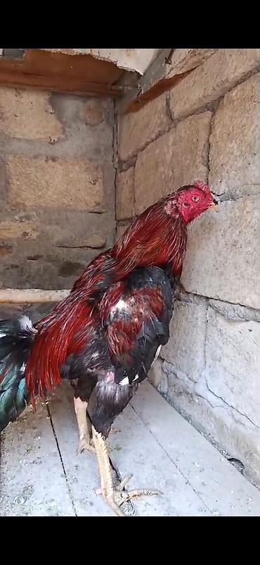 barter xoruz: Xoruz, il: 2 — 2