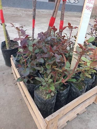 Роза: Продаю Розы ОПТОМ!!! На продажу есть розы в большом количестве разных — 28