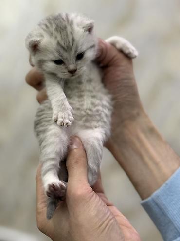 Pişiklər: Şotland, Erkək, Dişi — 9