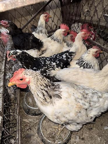 собаки рынок в бишкеке цены: Продаю домашних кур и петухов — 2