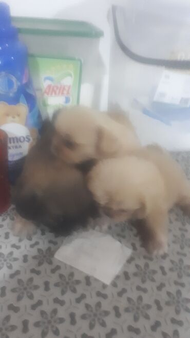 pekines itləri: Pekines, 1 ay, Dişi, Peyvəndli, Ünvandan götürmə