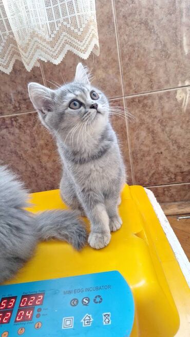 bala ördək: Şotland, Erkək, Ödənişli çatdırılma