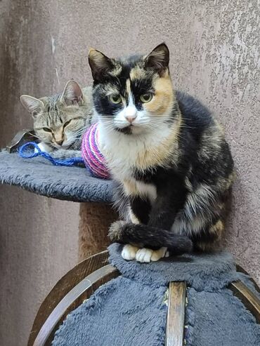 сиямские кошки: Замечательная кошка в поиске дома. Привезём сами