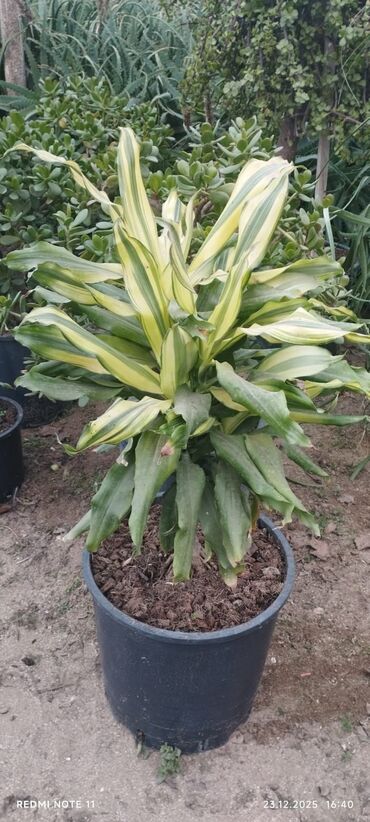 Otaq bitkiləri: Qablı dekorativ bitkilər - Portulacaria afra (fil qulağı/spekboom) – — 3