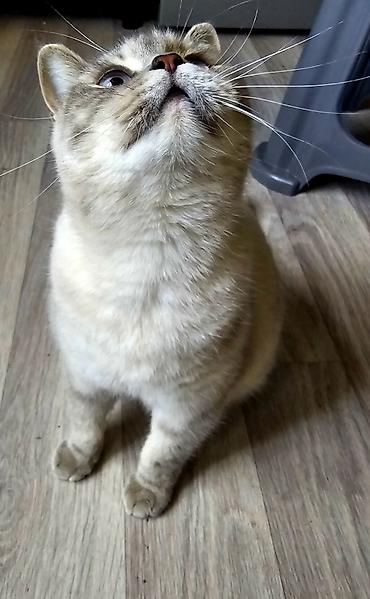 Pişiklər: Britan — 2