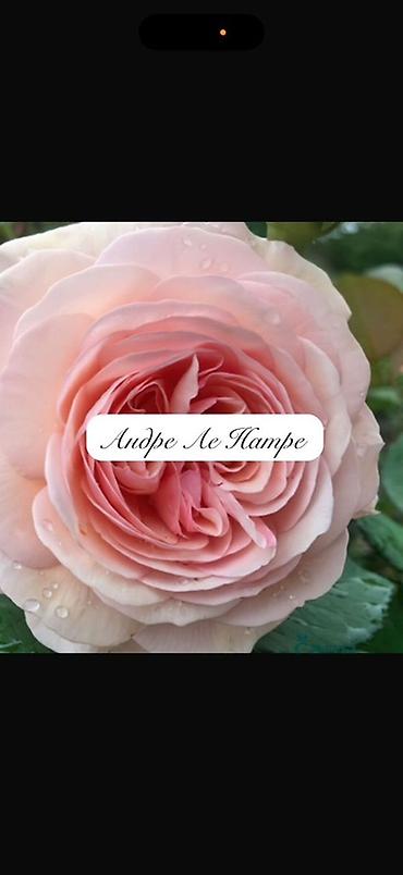 Роза: Саженцы — 11