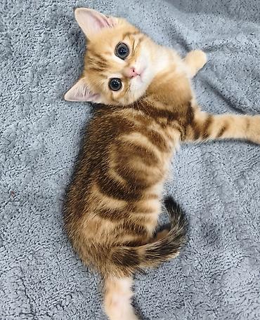 Продажа кошек: Предлагается к предварительному резерву шотландский котенок. Скоттиш — 4