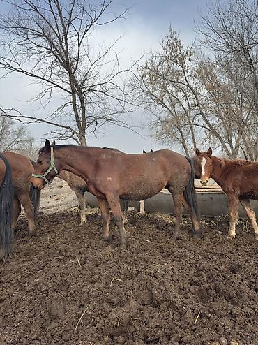 Лошади, кони: Продаю | Кобыла (самка), Конь (самец), Жеребенок | Полукровка | На забой, Для разведения, Для молока — 7