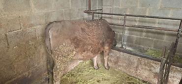 Коровы, быки: Продаю | Бык (самец), Тёлка | Ангус, Алатауская — 8