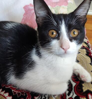 сколько стоит маленький котёнок: В добрые руки