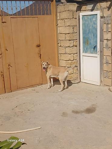 İtlər: Peyvəndli — 6