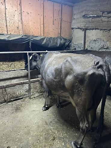 Продам с/х животных: Продаю | Корова (самка) | Для молока | Привязанные — 2