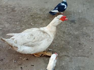 Ördəklər: Heyet balaca olduqdan satram 260 manata 12 dənədi 2 Erkey 10 dişi — 8