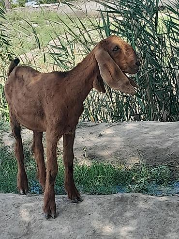 dişi qaz: Salam temiz qan helebdir 5 ayliqdir dişi helebdir sabirabad — 4