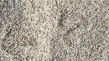 ev gulleri ve adları: Ryegrass toxumu sud otu.satilir — 2
