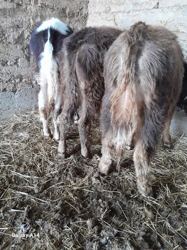 Коровы, быки: Продаю | Музоо, торпок | На откорм — 11