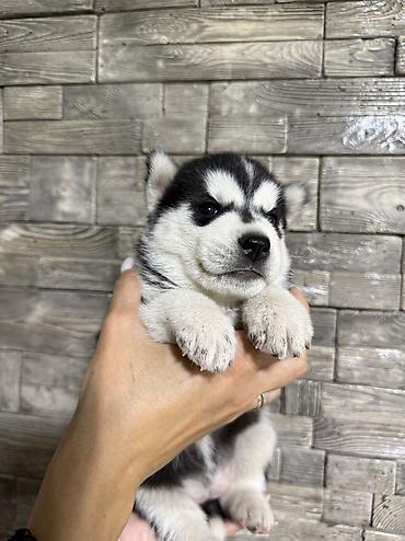 Продажа собак: Хаски, 1 месяц, Самка, С прививкой, С родословной — 9