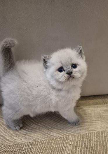 acana корм: Şotland yastı qulaq — 4