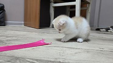 Продажа кошек: Скотиш Фолд (Шотландская вислоухая), 1 месяц, Девочка, Голубой, Приучена к лотку — 5