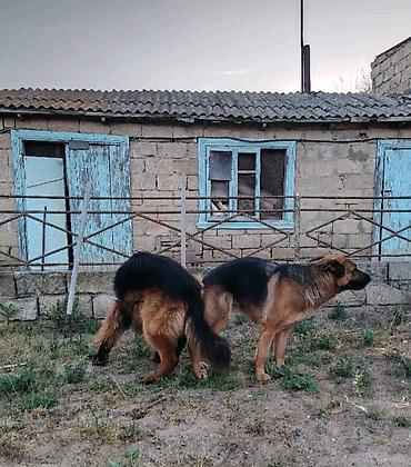 İtlər: Alman çoban iti, 2 ay, Ödənişli çatdırılma — 7