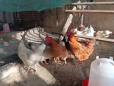 куры живые: 🐣 Продаются крепкие домашние цыплята (помесь отличных пород)Продаю — 7