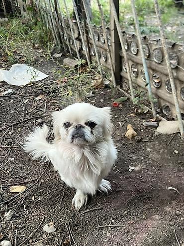 Pekines, 1 il, Erkək lalafo.az -da Pekines, 1 il, Erkək