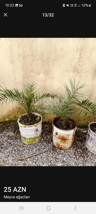 Tinglər: Müxtəlif dekorativ və meyvə ağaclarının tingləri. • Xurma-narıngi — 11