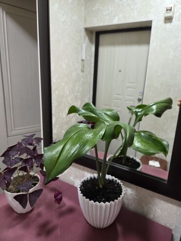 красный клен купить: Эухарис, антуриум калатея и много других комнатное растений с яркими