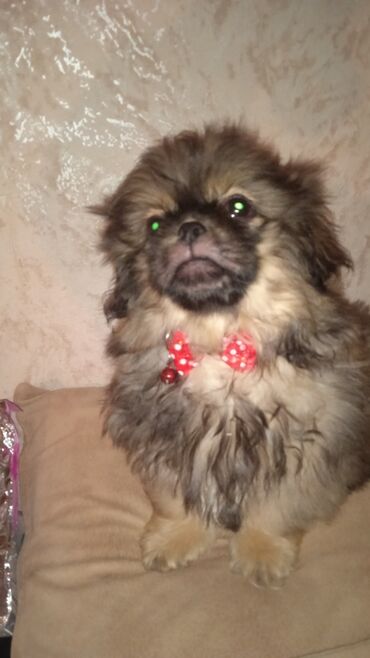 karlik dovşanı: Pekines, 3 ay, Erkek, Peyvəndli, Ünvandan götürmə