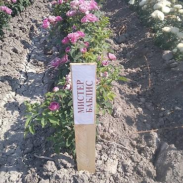 Роза: Саженцы чайно-гибридных роз (садовые кустовые розы) разных окрасок — 15