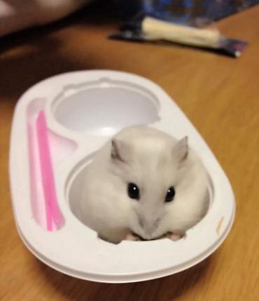 hamster kombat voucher: ПРОДАЮ ДЖУНГАРСКИХ И СИРИЙСКИХ ХОМЯЧКОВ,А ТАК ЖЕ — 1