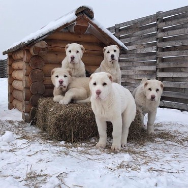 İtlər: Алабай (Alabay) Племенной питомник предлагает щенков среднеазиатской — 3