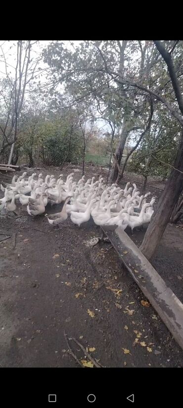 cuceye verilen adlar: Hamisi bu ilki xoruzlardi. Bordaq şeraitde beslenir. Tebii qidalarla