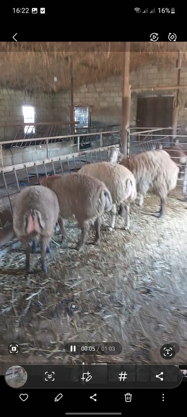 Quzu: Super emlik quzular diri çəkisi 10 manata — 12