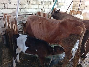 Inəklər, öküzlər: Satılır: inək Xüsusiyyətlər: - Süd istiqamətli yerli cins (qarışıq — 10