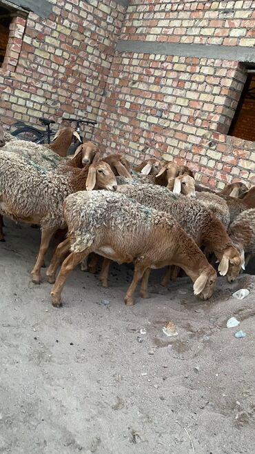 Бараны, овцы: Продаю | Овца (самка) | Арашан | Для разведения | Матка — 7
