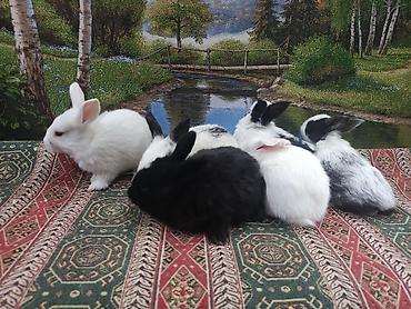 Dovşanlar: 1-ci şəkildəki yarı karlik Dovşanlar 15-azn. 3-cü şəkildəki Ag -AgQara — 29