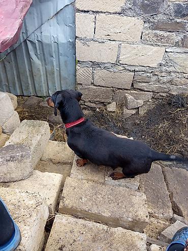 heyvan yemlərinin satışı: Məhsul: Qısa tüklü taksa (Dachshund) iti Təsvir: - Rəng: qara-tan — 2