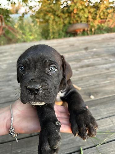 Psi: Rasa Cane Corso snažne građe) Starost: 45dana Boja dlake: nijanse — 9